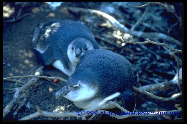 Neue afrikanische Pinguine
