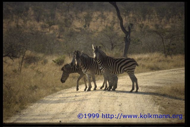 Zebrastreifen -Kalau Kalau-