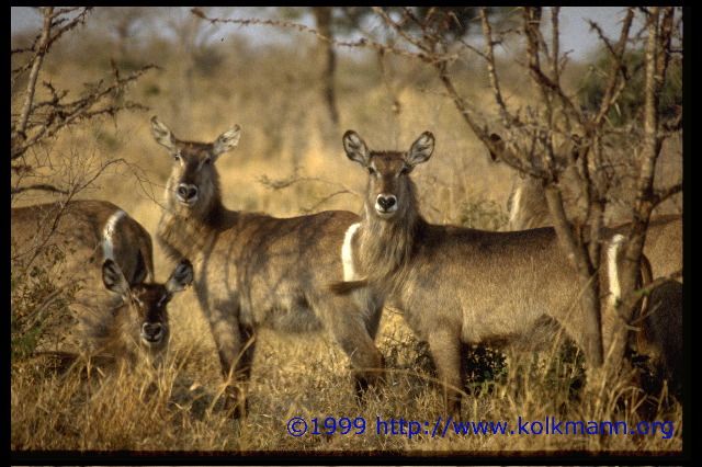 Privates Reservat im Kr&uuml;gerpark / Antilope