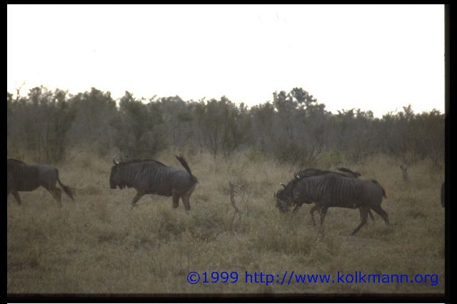 Privates Reservat im Kr&uuml;gerpark / Gnu