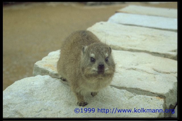 Klippschiefer, Afrikas Murmeltiere