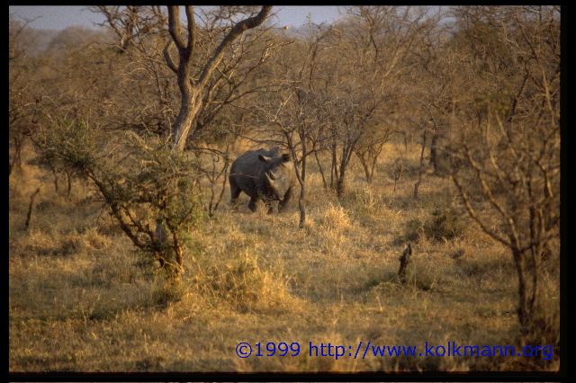 Nashorn