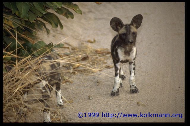 Zucht- und Pflegestation -Wildhunde-