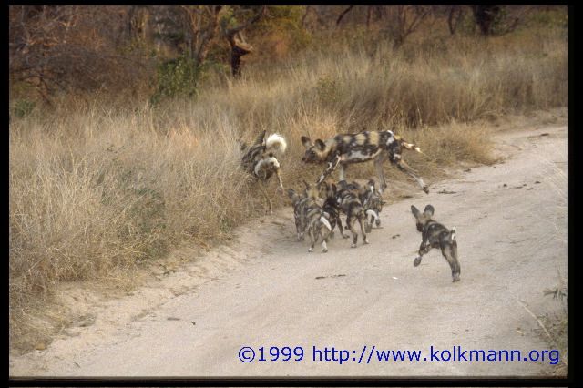Zucht- und Pflegestation -Wildhunde-
