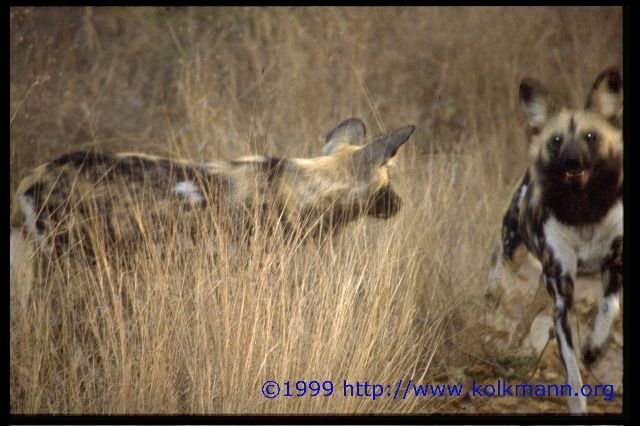 Zucht- und Pflegestation -Wildhunde-