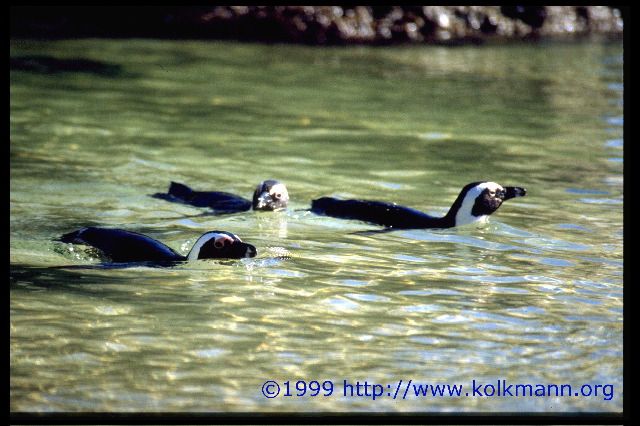 Afrikanische Pinguine