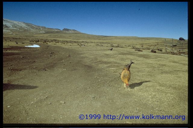 Lesotho