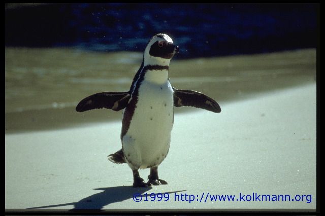 Afrikanische Pinguine