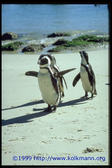 Afrikanische Pinguine