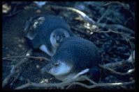 Neue afrikanische Pinguine