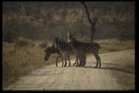 Zebrastreifen -Kalau Kalau-