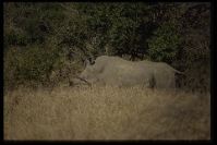 Privates Reservat im Kr&uuml;gerpark / Elefant, &auml;&auml;&auml;h Nashorn
