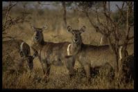 Privates Reservat im Kr&uuml;gerpark / Antilope