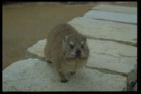 Klippschiefer, Afrikas Murmeltiere