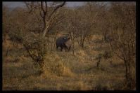 Nashorn