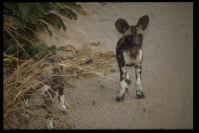 Zucht- und Pflegestation -Wildhunde-