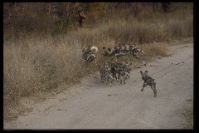Zucht- und Pflegestation -Wildhunde-