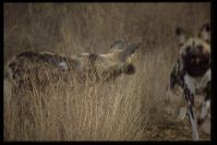 Zucht- und Pflegestation -Wildhunde-