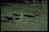 Afrikanische Pinguine