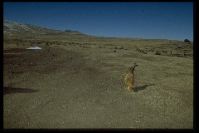 Lesotho