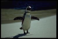 Afrikanische Pinguine