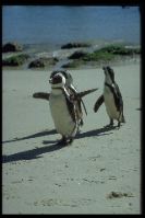 Afrikanische Pinguine